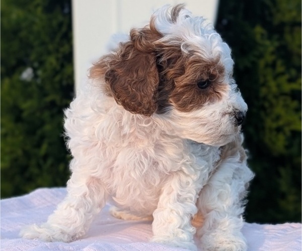Medium Photo #43 Poodle (Miniature) Puppy For Sale in GOSHEN, IN, USA