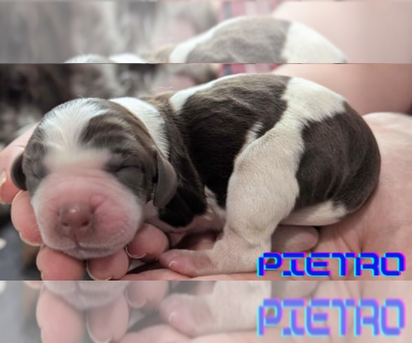 Medium Photo #1 English Springer Spaniel Puppy For Sale in SPOTSYLVANIA, VA, USA