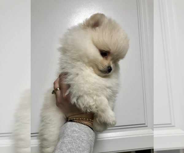 Medium Photo #17 Pomeranian Puppy For Sale in REDDING, CA, USA
