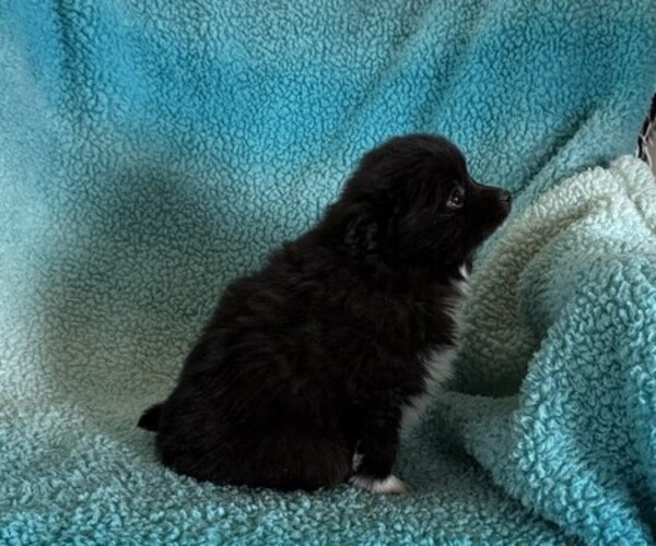 Medium Photo #4 Pomeranian Puppy For Sale in CURTISS, WI, USA