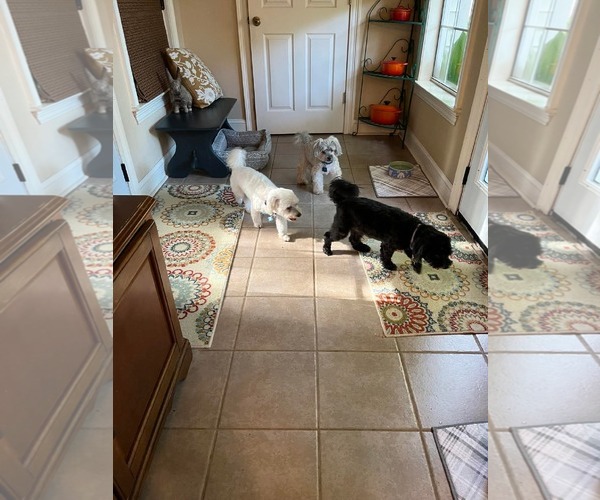 Medium Photo #3 Havanese Puppy For Sale in Gulfport, MI, USA