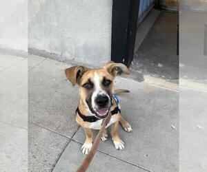 Anatolian Shepherd Dogs for adoption in Santa Maria, CA, USA