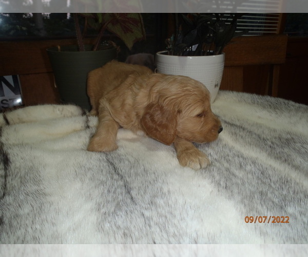 Medium Photo #1 Goldendoodle Puppy For Sale in SCOTTSVILLE, KY, USA