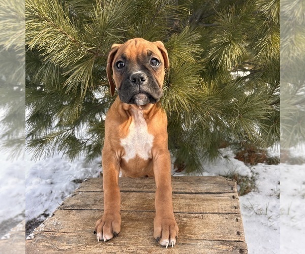 Medium Photo #4 Boxer Puppy For Sale in MIDDLEBURY, IN, USA