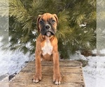 Small #3 Boxer