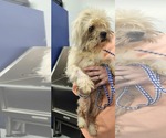 Small #5 Shih Tzu