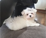 Puppy Rover Maltese