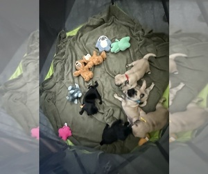 Pug Puppy for Sale in SAINT PETERS, Missouri USA
