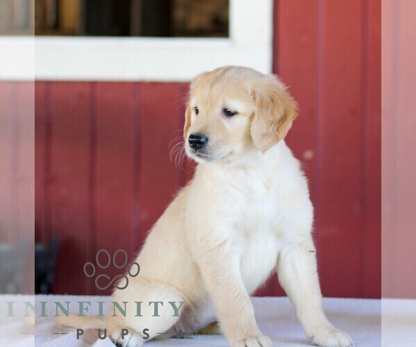 Medium Photo #5 Golden Retriever Puppy For Sale in MANHEIM, PA, USA