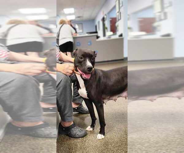 Medium Photo #2 Boxer-Unknown Mix Puppy For Sale in Osgood, IN, USA