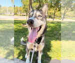 Small Siberian Husky