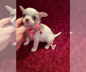 Chihuahua Puppy for sale in TRACY, CA, USA