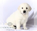 Small #3 English Cream Golden Retriever