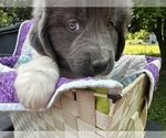 Small #13 Newfoundland