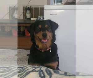 Labrottie Dogs for adoption in Holly Springs, NC, USA