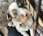 Puppy Jade Australian Shepherd