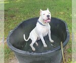 Small Photo #12 Dogo Argentino Puppy For Sale in JANE, MO, USA