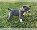 Small Photo #3 American Bully Puppy For Sale in GALVEZ, LA, USA