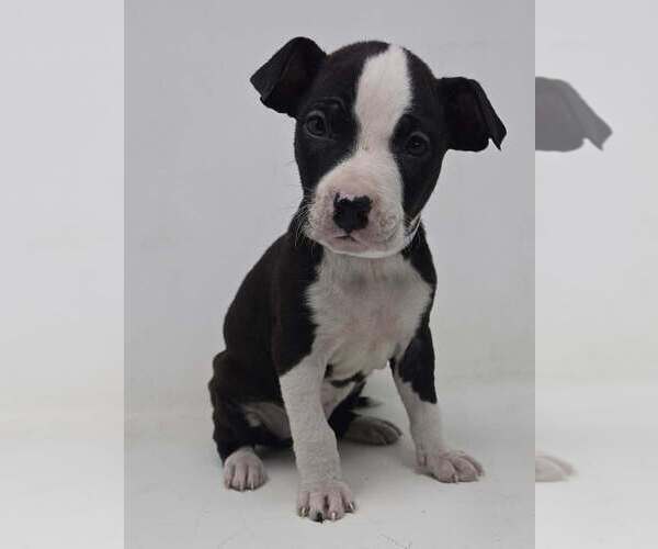 Medium Photo #2 Labrador Retriever-Unknown Mix Puppy For Sale in Brewster, NY, USA