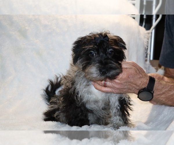 Medium Photo #3 Yorkiepoo mix (+ Poodle Toy) Puppy For Sale in DYERSBURG, TN, USA