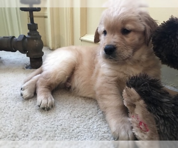 Medium Photo #4 Golden Retriever Puppy For Sale in WORCESTER, MA, USA