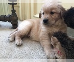 Small Photo #4 Golden Retriever Puppy For Sale in WORCESTER, MA, USA