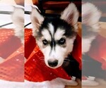 Small Photo #1 Siberian Husky Puppy For Sale in DANBY, VT, USA