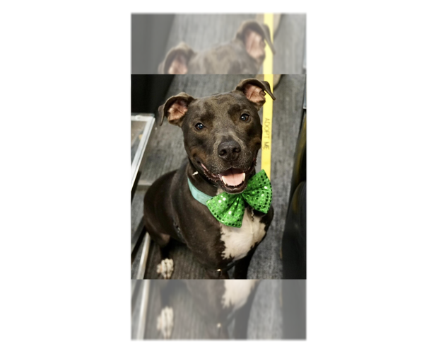 Medium Photo #33 Great Dane-Unknown Mix Puppy For Sale in Greenbelt, MD, USA