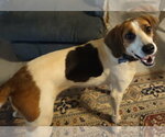 Small Photo #2 Mutt Puppy For Sale in Rustburg, VA, USA