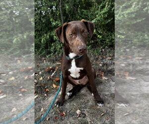 Mutt Dogs for adoption in Boston, MA, USA