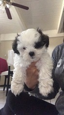 Shih Tzu Puppy for sale in GARDENA, CA, USA