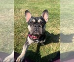 Small Photo #1 French Bulldog Puppy For Sale in MANCHESTER, MI, USA