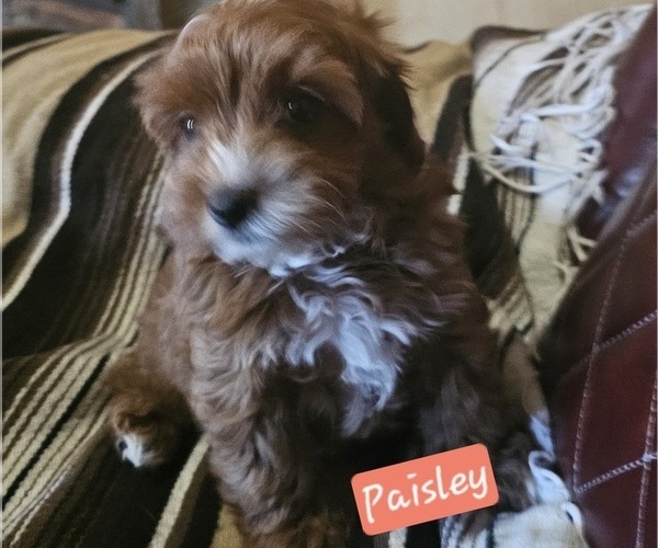 Medium Photo #3 Cavachon-Poodle (Toy) Mix Puppy For Sale in CHINO VALLEY, AZ, USA