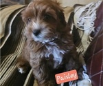 Small #2 Cavachon-Poodle (Toy) Mix
