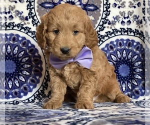 Goldendoodle (Miniature) Puppy for sale in LANCASTER, PA, USA