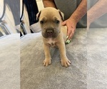 Small Photo #11 American Pit Bull Terrier Puppy For Sale in TACOMA, WA, USA