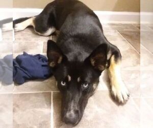 German Shepherd Dog-Siberian Husky Mix Puppy for sale in KINGSTON, GA, USA