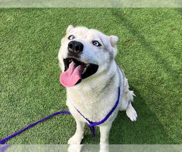 Medium Photo #3 Siberian Husky-Unknown Mix Puppy For Sale in Orange, CA, USA
