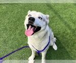 Small #2 Siberian Husky Mix