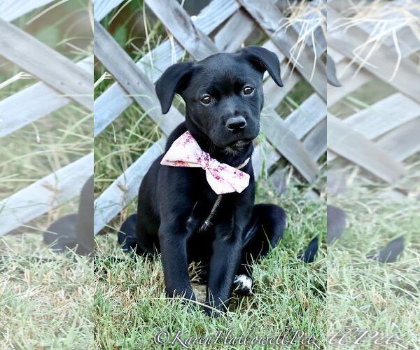 Medium Photo #10 American Pit Bull Terrier-Labrador Retriever Mix Puppy For Sale in McKinney, TX, USA