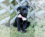 Small #9 American Pit Bull Terrier-Labrador Retriever Mix