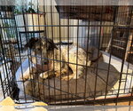 Small #7 Labrador Retriever Mix