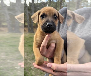 German Shepherd Dog-Unknown Mix Dogs for adoption in Holly Springs, NC, USA