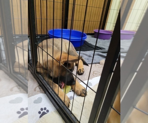 Medium Photo #3 German Shepherd Dog Puppy For Sale in SAINT CROIX FALLS, WI, USA