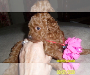 Poodle (Miniature) Puppy for sale in DULUTH, GA, USA