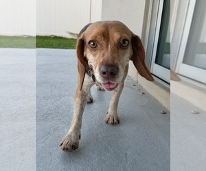 Asia - Female Beagle Dog for Adoption - Photo #11