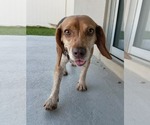 Small Photo #11 Beagle Puppy For Sale in Dunnellon, FL, USA