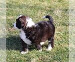 Small Photo #6 Bernedoodle-Poodle (Standard) Mix Puppy For Sale in NARVON, PA, USA