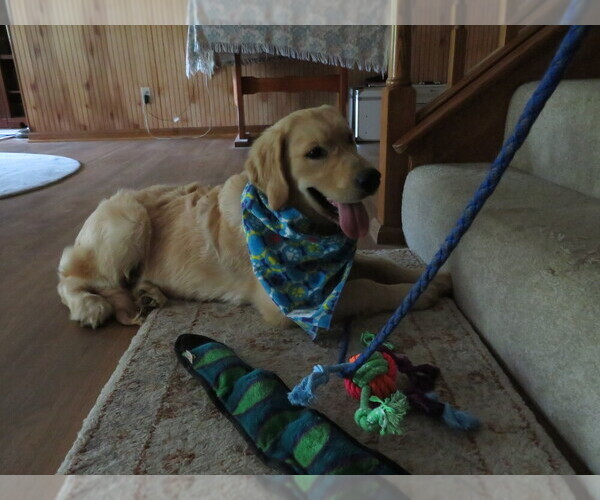 Medium Photo #12 Golden Retriever Puppy For Sale in MECHANICSVILLE, MD, USA