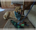 Small #11 Golden Retriever